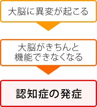 まず大脳に異変が起こり、大脳がきちんと機能できなくなります。そして認知症の発症に繋がります。
